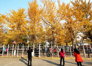 辽宁大学南校区银杏路