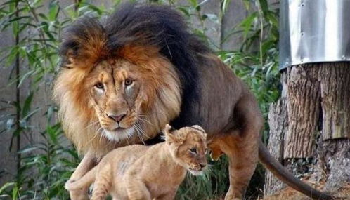 雄狮偷偷欺负小狮子,被小狮子妈妈看到,雄狮一脸懵逼