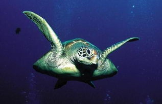 绿海龟水温多少度 