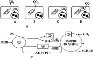 根据图回答某植物光合作用强度与呼吸作用强度之间的关系问题.Ⅰ 甲图A光合作用与呼吸作用强度关系是光合作用强度小于呼吸作用强度.能导致该植物叶肉细胞内有机物的质量增加的图是 