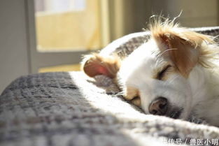狗狗睡觉会做梦吗 梦境多与主人有关,睡眠好坏反应身体健康状况 