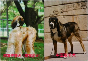 天津养犬有新规 哪些犬种禁养