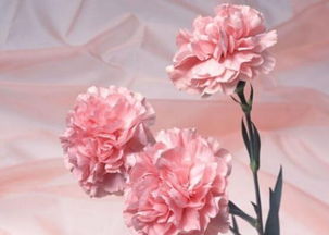 康乃馨花语是什么,康乃馨花语大全 粉红象征母爱 