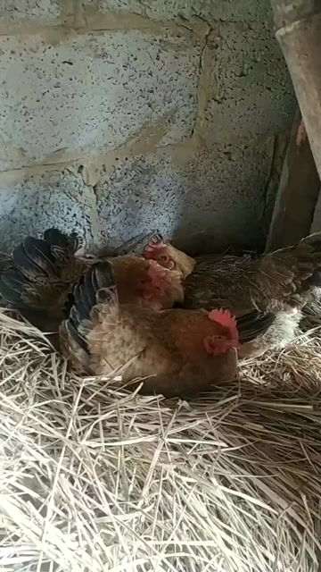 三只鸡一个窝孵小鸡,能行吗 