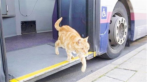 流浪猫每天独自乘坐公交,司机都跟它混熟了,背后的原因让人心酸