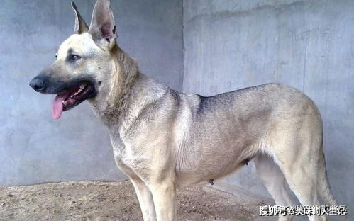 国内5种非常可靠的狼犬,不仅外表帅气,还有野狼的基因