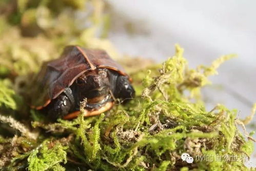锯缘摄龟 的饲养与繁殖