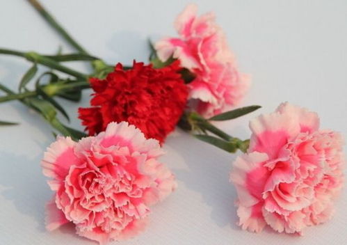 粉色康乃馨花语和寓意,粉玫瑰康乃馨花语是什么？