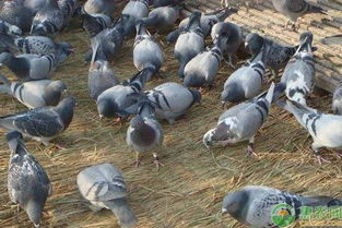 鸽子的科学养殖方法