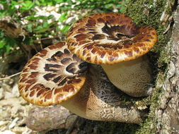 世界上最漂亮的蘑菇生长过程