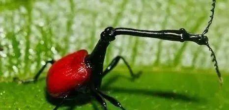 全球最奇怪的十大昆虫,长的好像从外星来的生物