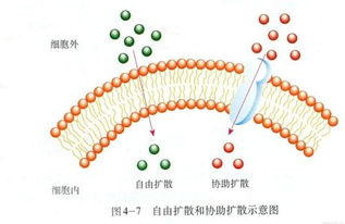 自由扩散的常见的物质