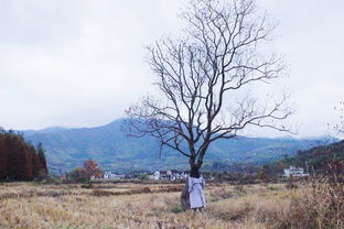 冬起秋落,行摄塔川,再遇徽州