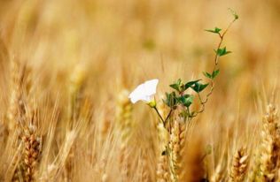 2017年芒种可以搬家吗 2017年芒种适合搬家吗