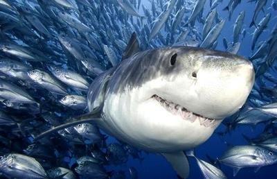 最强势也最脆弱,海洋霸主鲨鱼数量大幅减少,鲨鱼百科知多少