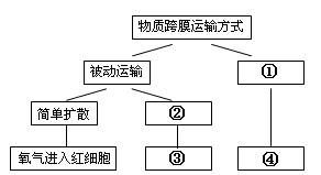 大肠杆菌某生命活动中具有下列图示的碱基配对行为.则下列说法中正确的有 ① 表示DNA复制过程 ② 图中共有5种碱基 ③ 表示DNA转录过程 ④ 图中共有8种核苷酸 