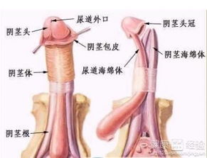 包皮包茎手术步骤要了解