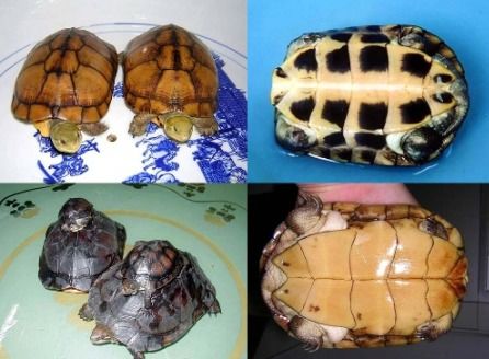 黄喉拟水龟，如何分辨公母呢？