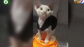 玩耍时间德文卷毛猫取名废该怎么取标题