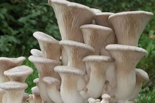 杏鲍菇的产地及种植技术,长蘑菇叫什么名字