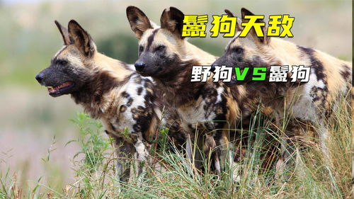 鬣狗vs野狗,你见过两条腿走路的鬣狗吗 
