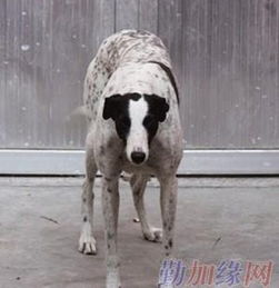 格力犬的信息 格力犬的图片 格力犬的价格 