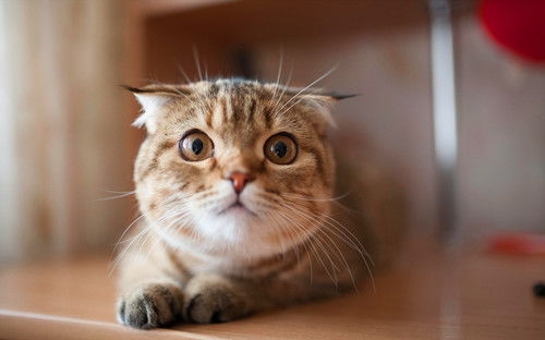 绊运猫舍 猫干扰素最多能打几天,宠物猫干扰素使用剂量