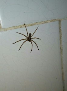 这是什么蜘蛛在家里发现的有毒吗 