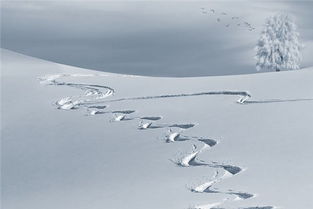 梦见地上有雪