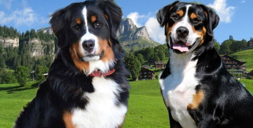 世界上寿命最短的几种狗,你都是知道几个呢