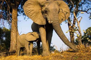 双语 研究称大象有4种性格 助其野外生存 