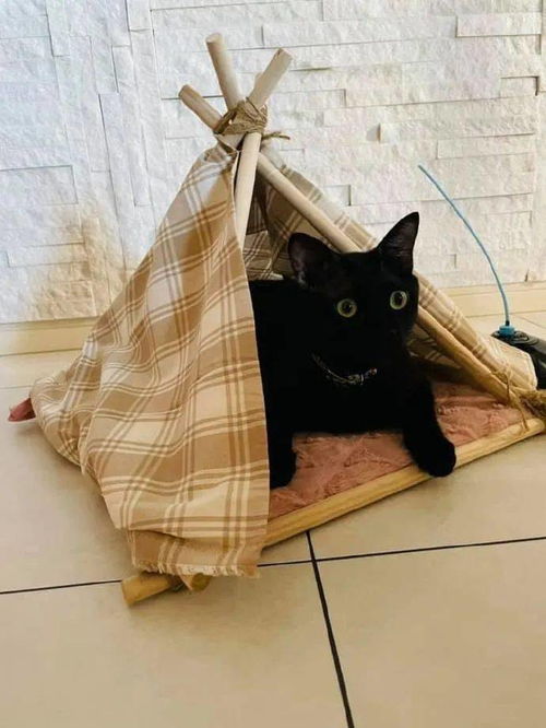 铲屎官给猫咪们做了个帐篷,很明显胖橘没份 