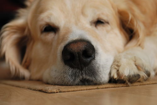 狗狗患上肠胃炎怎么办 好转的征兆有哪些