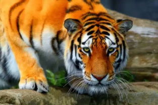 中国大陆上所有的老虎是一个种群吗