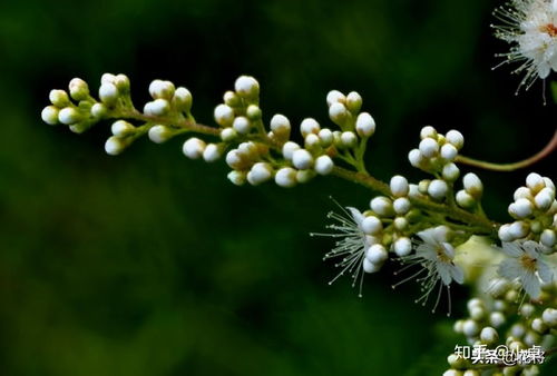 珍珠绣线菊的病虫害防治 
