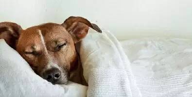 怎样才能让狗狗睡一宿不起夜（狗狗缺乏安全感的现象）
