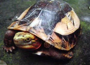 科普 带你认识9种好看 珍稀 名贵的闭壳龟 