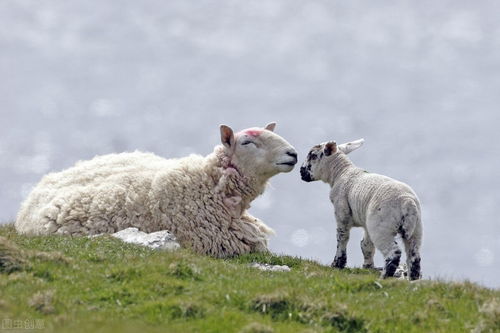 母羊难受孕的8个原因,小心这些看不见的潜在危险