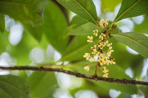 桂花是什么气味  第2张