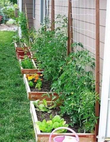 阳台芹菜的种植方法,高层阳台种菜有什么好方法？