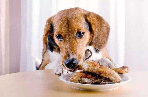 狗狗最爱的6种 人间美食 ,你的狗吃过几种