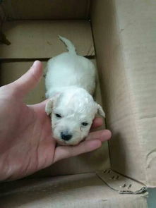 我想买一只白色的小型狗,谁有啊