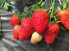 草莓的种植方法和技术，草莓的种植方法和技术和整枝