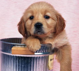 狗狗喜欢翻垃圾桶 送你五个小妙招