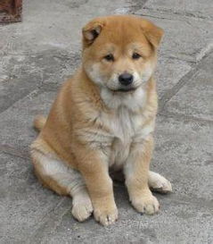 它是中华田园犬吗 那它的爸妈是什么狗啊 2个月大,身体越来越胖,腿短短的..我妈说像宠物狗一样,不 