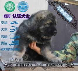 图 CKU认证犬舍 高加索犬 保障健康 终生售后 深圳宠物狗 