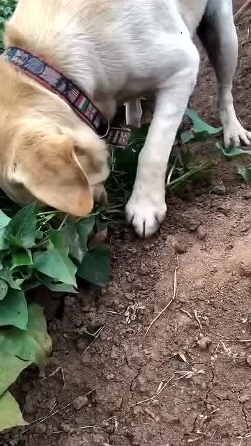 狗子为了吃红薯,都学会怎么挖红薯了,聪明的小狗子 