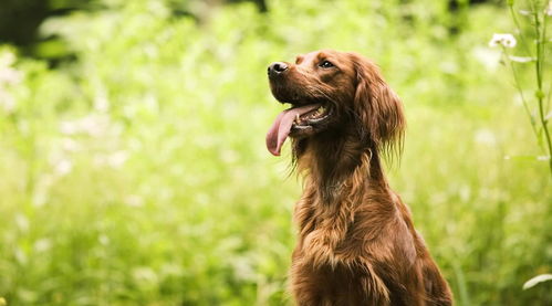 建议养在农村的五种狗狗 中华田园犬第二,第一意料之外情理之中