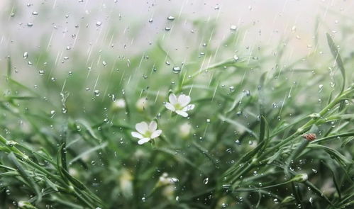 每晚的舒心钢琴声 花雨 曲如其名,唯美恬静