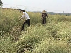 大荔娃,又到收菜籽的时候了